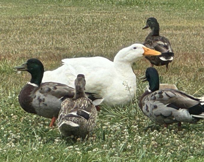 Howard the Pekin duck with a group of mallards on the grass at Mallards' Rest